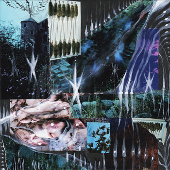 Erwinia (soft rot) — blosum single cover